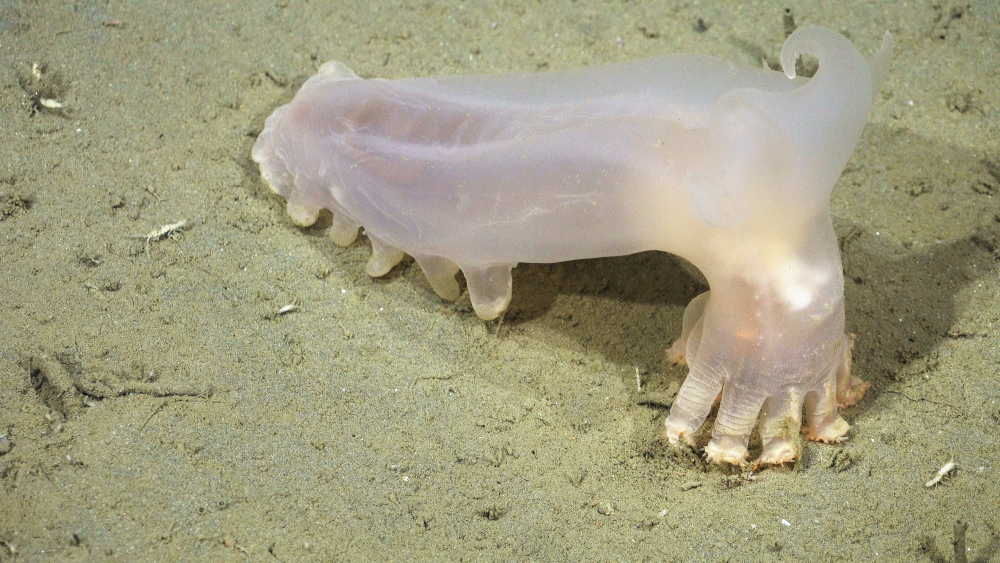 A sea pig (a type of deep-sea sea cucumber in genus of Scotoplanes) documented in the Mar del Plata submarine canyon in Argentina.